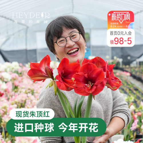 海蒂的花园秘鲁朱顶红室内开花