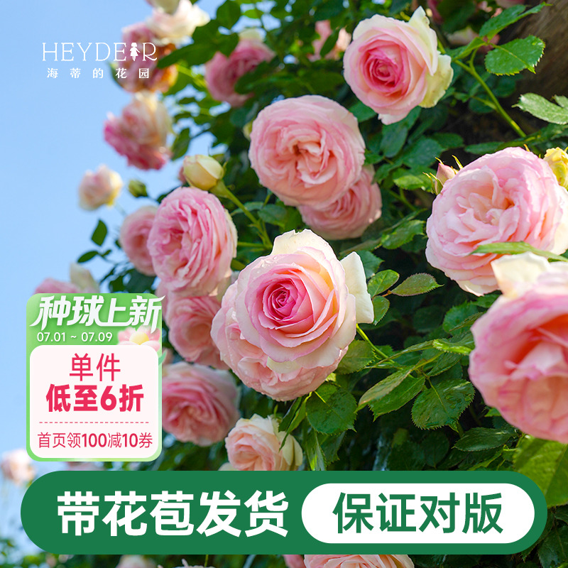 海蒂的花园月季花苗盆栽粉色龙沙宝石木本花卉阳台开花玫瑰海妈家