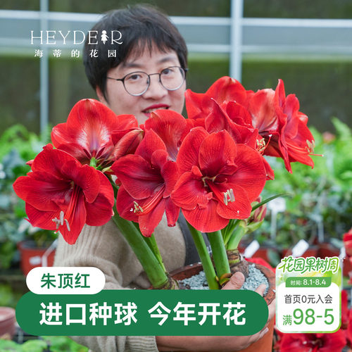 海蒂的花园朱顶红进口重瓣种球