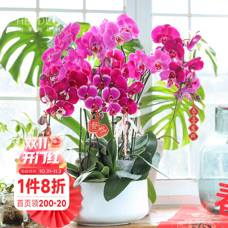 海蒂的花园蝴蝶兰盆栽带花苞宝贝兰花秋花苗冬室内年宵开花植物