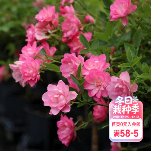 海蒂的花园天荷繁星微型月季