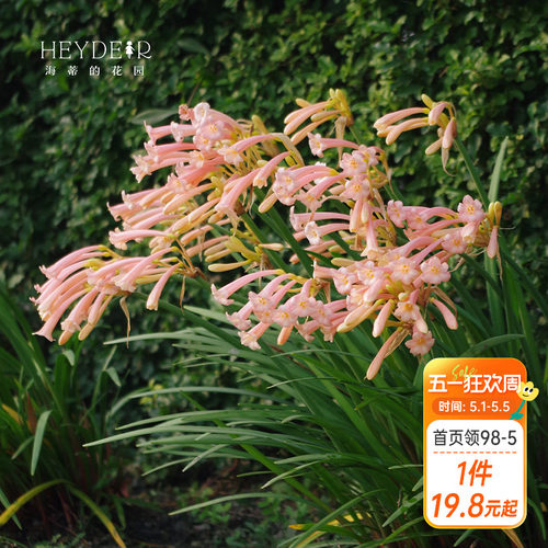 海蒂的花园种球可爱秋冬垂筒花