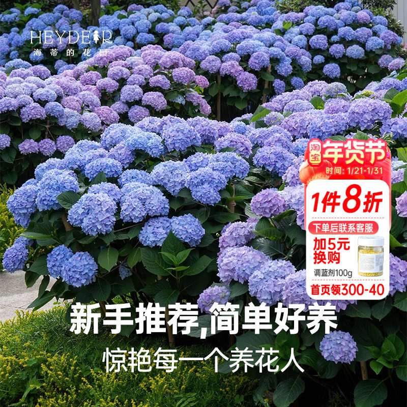 海蒂的花园无尽夏绣球花苗阳台庭院大苗别墅地栽好养植物花卉盆栽,鲜花速递/花卉仿真/绿植园艺,绣球/木绣球/木本植物,淘宝优惠券,粉丝福利购,淘宝优惠卷