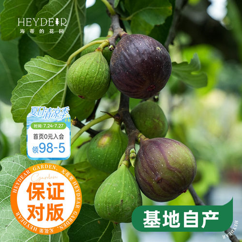 海蒂的花园水果树苗无花果