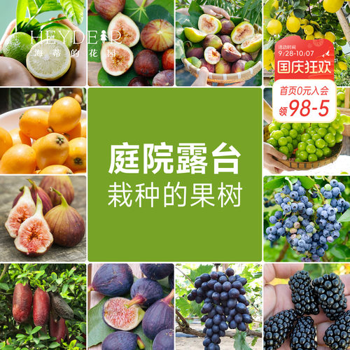 海蒂的花园 果树盆栽香水柠檬葡萄无花果好养果量大庭院易活果苗