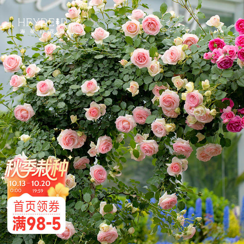 海蒂的花园月季花苗粉色龙沙宝石可爬藤阳台庭院花墙拱门花卉盆栽