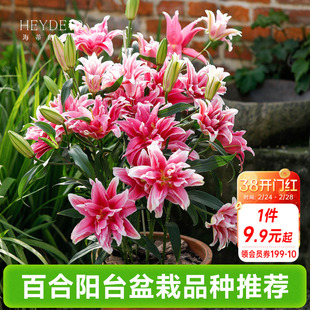 海蒂的花园春百合种球阳台盆栽品种重瓣单瓣进口球根植物海妈
