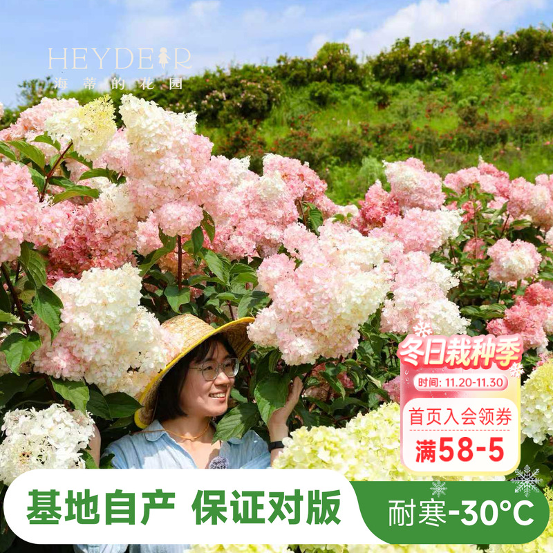 海妈北方耐寒耐旱植物花卉盆栽