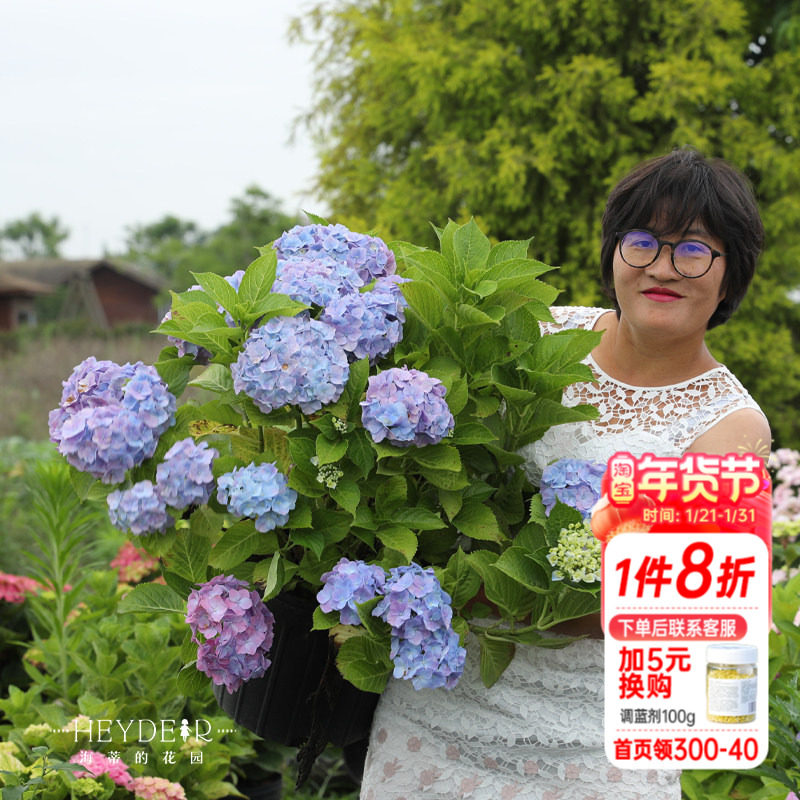 海蒂的花园绣球花苗梦幻蓝大花绣球新手好养易活阳台庭院花卉盆栽,鲜花速递/花卉仿真/绿植园艺,绣球/木绣球/木本植物,淘宝优惠券,粉丝福利购,淘宝优惠卷
