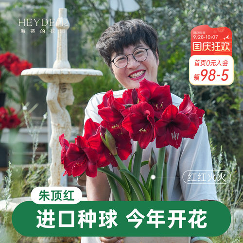 【小红书10万人种草】进口朱顶红