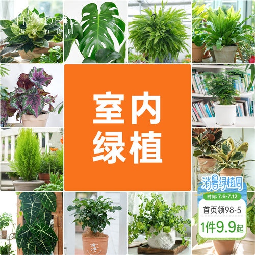 海蒂的花园室内绿植铂金钻龟背竹盆栽室内客厅桌面办公室观叶植物