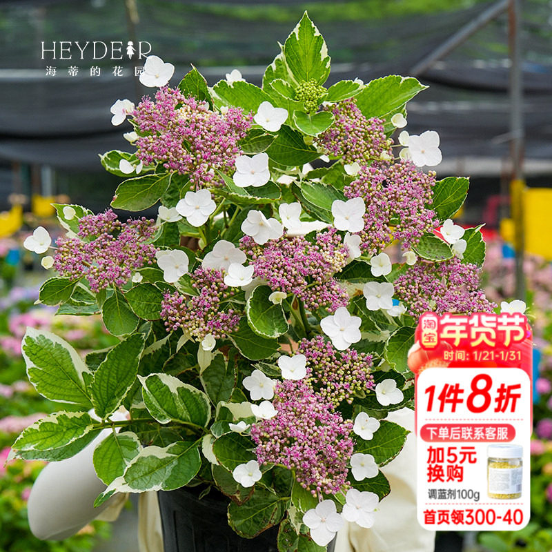 海蒂的花园银边绣球观叶绿植大花绣球花坛露台阳台耐阴花卉盆栽,鲜花速递/花卉仿真/绿植园艺,绣球/木绣球/木本植物,淘宝优惠券,粉丝福利购,淘宝优惠卷