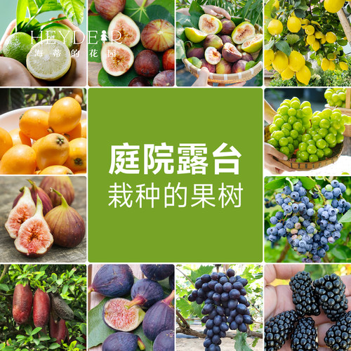 果树果苗盆栽葡萄柠檬