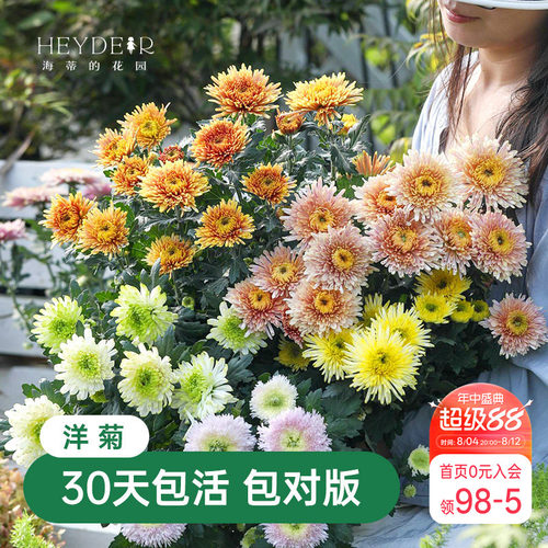 海蒂的花园菊花盆栽洋菊带花苞