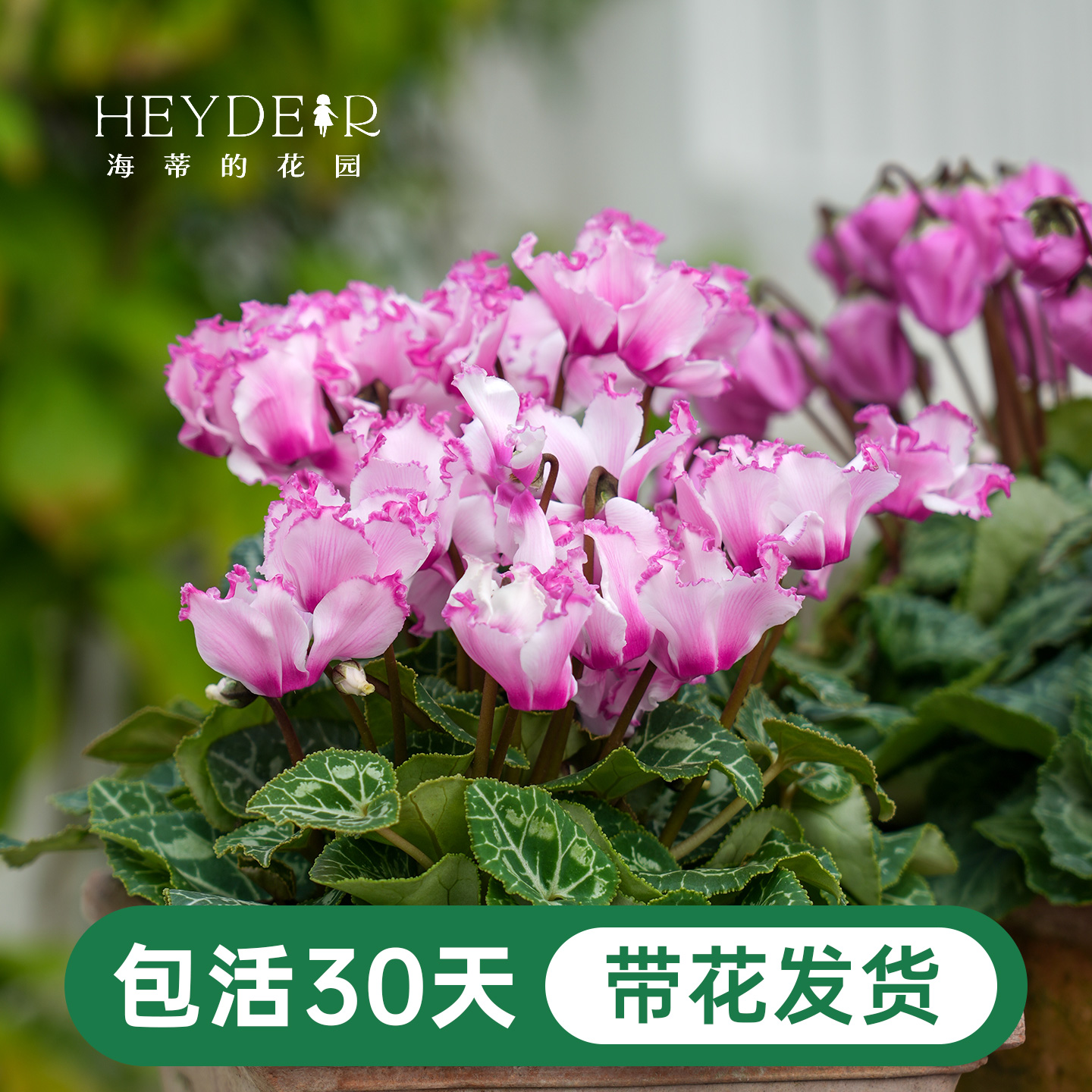 年宵花仙客来冬天室内开花