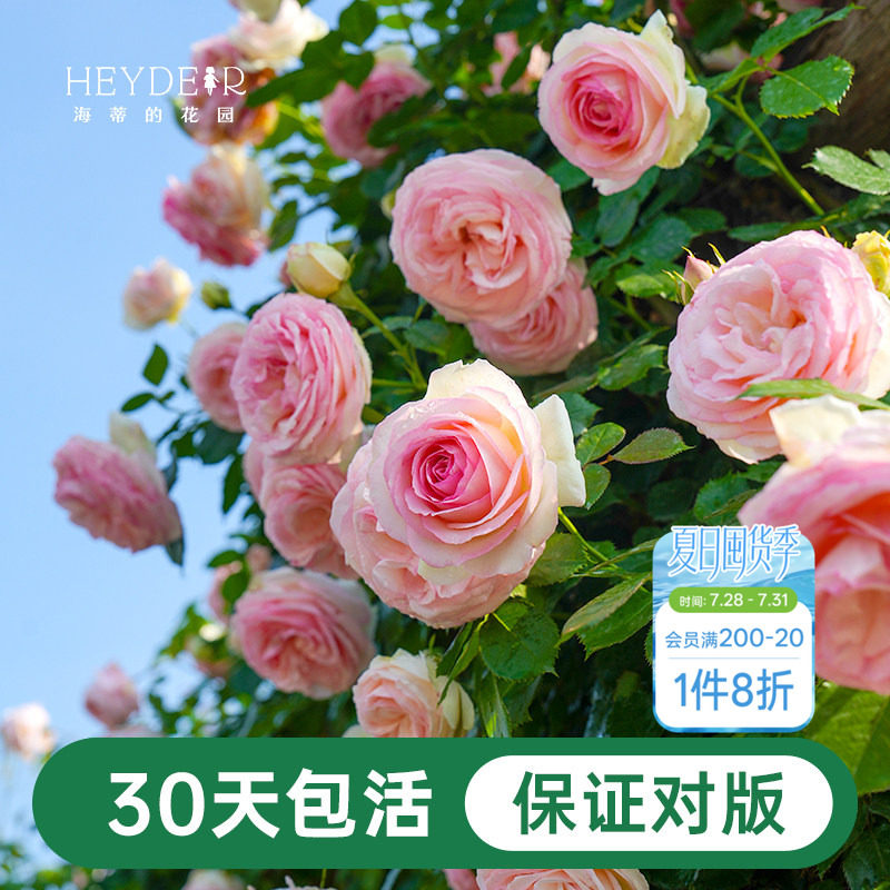 海蒂的花园月季花苗盆栽粉色龙沙宝石木本花卉阳台开花玫瑰海妈家