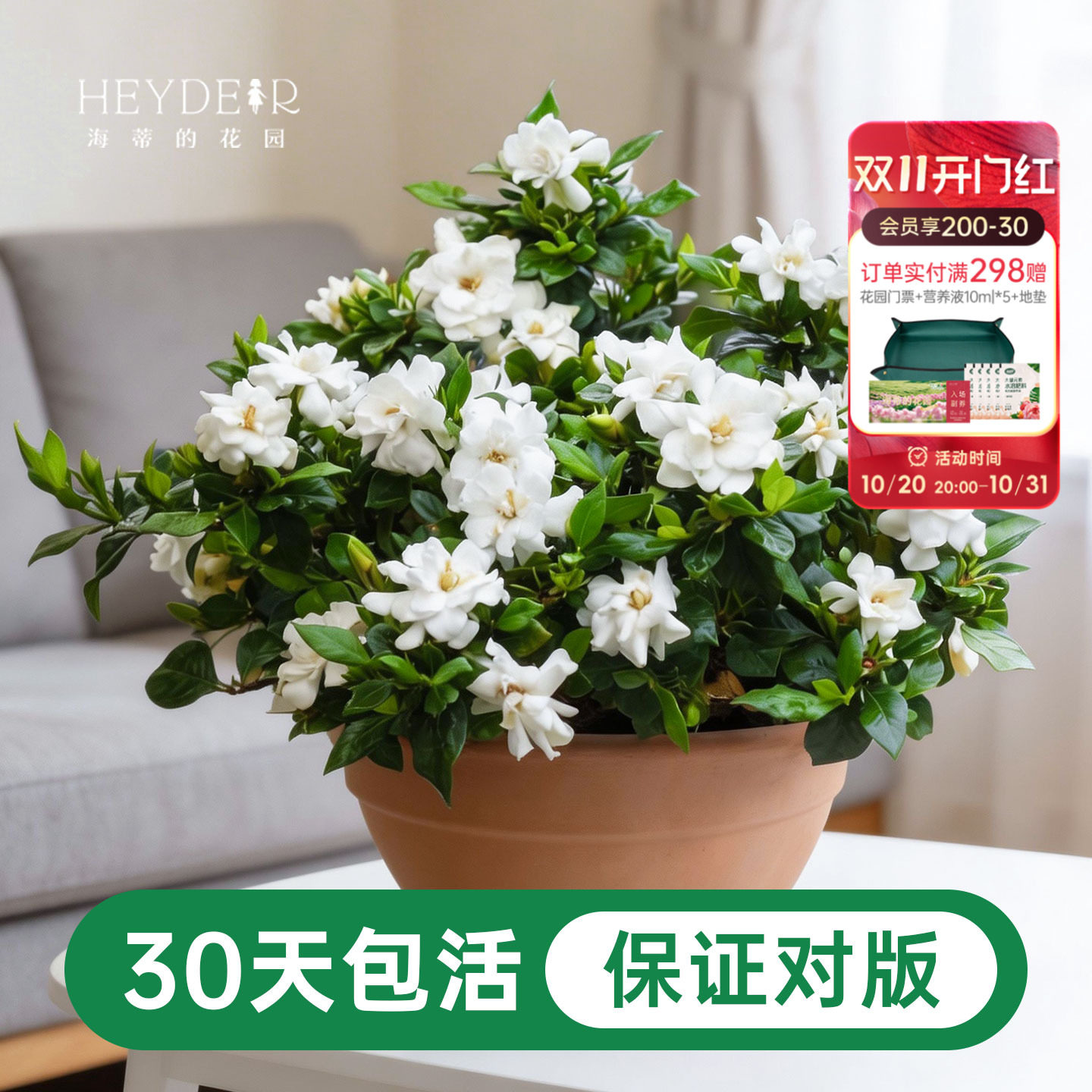 海蒂的花园栀子花盆栽树苗开花浓香花卉植物庭院阳台常绿植物