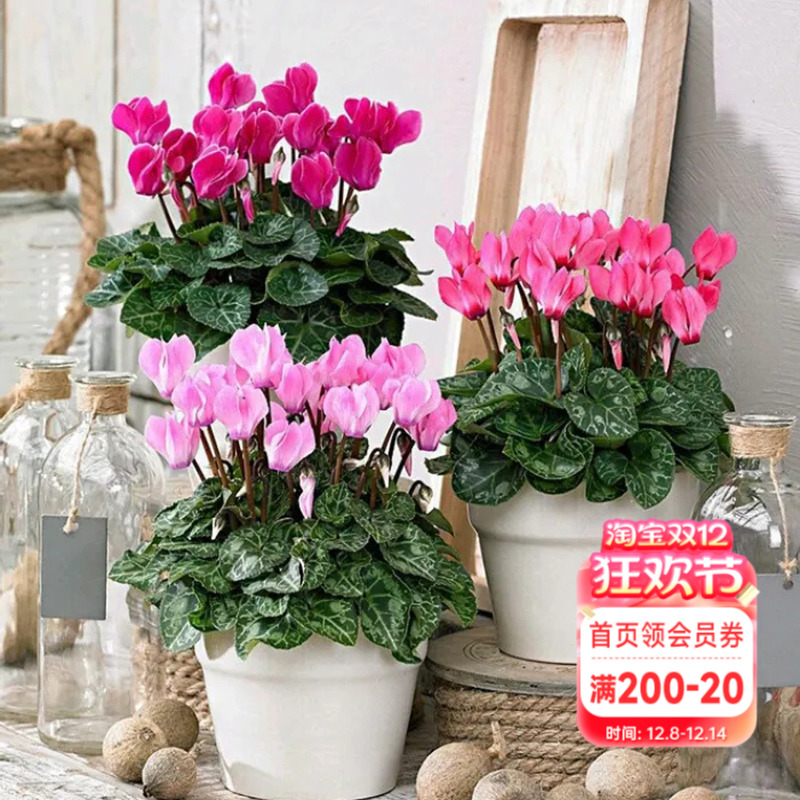 海蒂的花园仙客来趣味好养植物阳台多年生花期长耐阴花卉盆栽带花