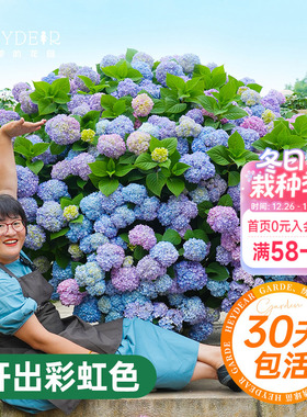 海蒂的花园绣球花苗无尽夏大海蓝万华镜阳台四季种植物树苗盆栽