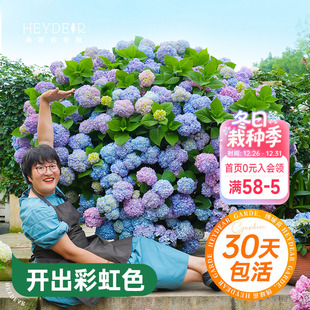 海蒂 种植物树苗盆栽 花园绣球花苗无尽夏大海蓝万华镜阳台四季
