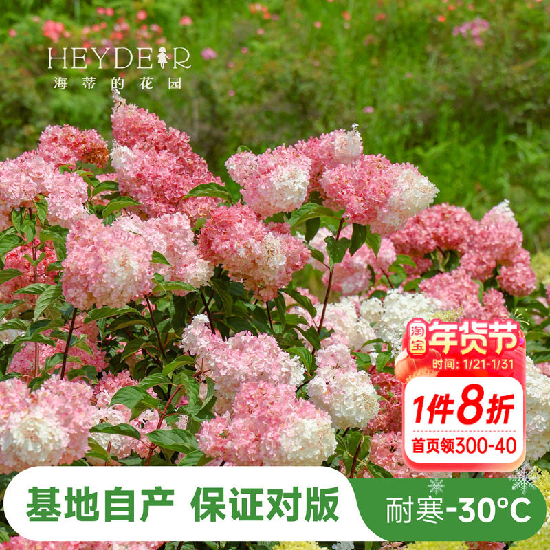 海蒂的花园圆锥绣球夏日美人石灰灯棒棒糖地栽植物北方耐寒花卉,鲜花速递/花卉仿真/绿植园艺,绣球/木绣球/木本植物,淘宝优惠券,粉丝福利购,淘宝优惠卷