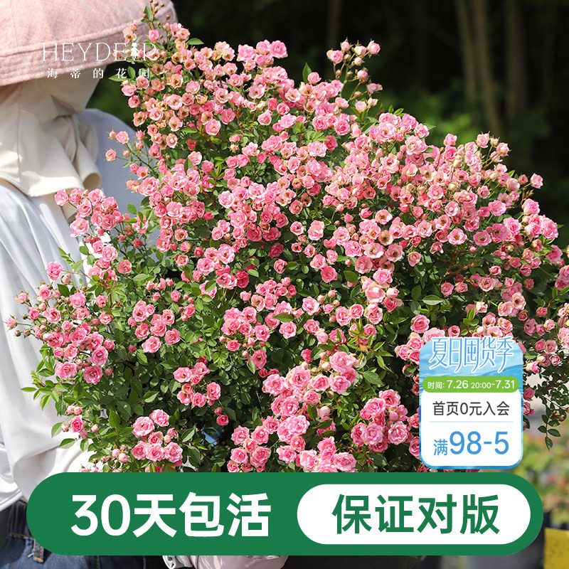 海蒂的花园月季花苗超微开花小微型迷你阳台室外露台植物花卉盆栽