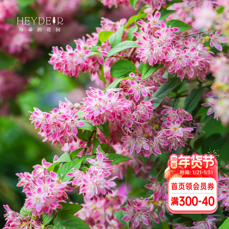 海蒂的花园溲疏爱丽丝雪樱花草莓田耐阴耐寒春天开花植物花卉盆栽,鲜花速递/花卉仿真/绿植园艺,观叶 /花灌木,淘宝优惠券,粉丝福利购,淘宝优惠卷