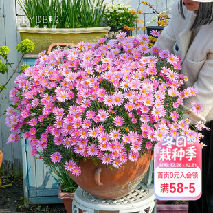 海蒂 花园玛格丽特多年生洋菊阳台庭院盆栽地栽菊科草本花卉植物