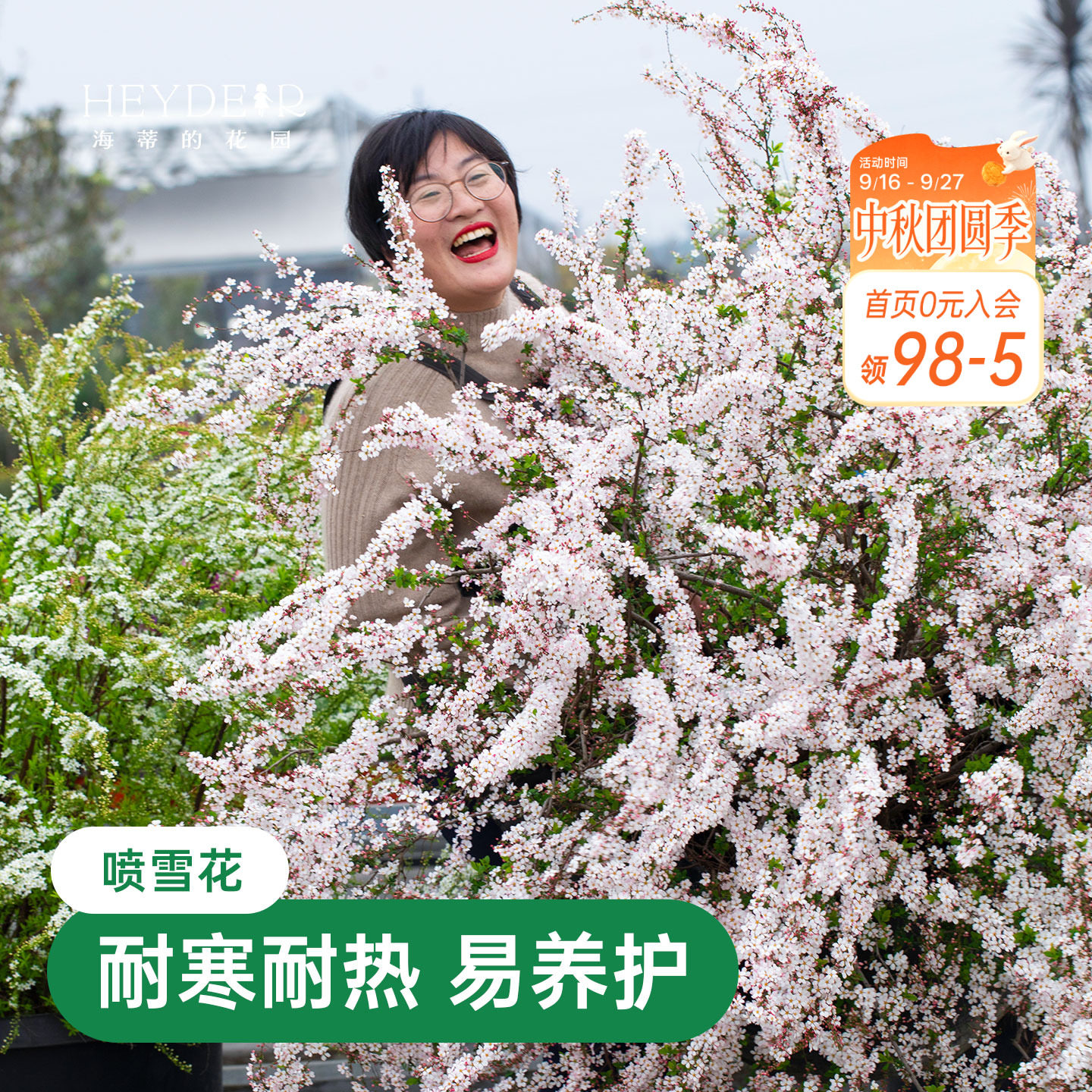 海蒂的花园金叶雪柳多年生花灌木图片