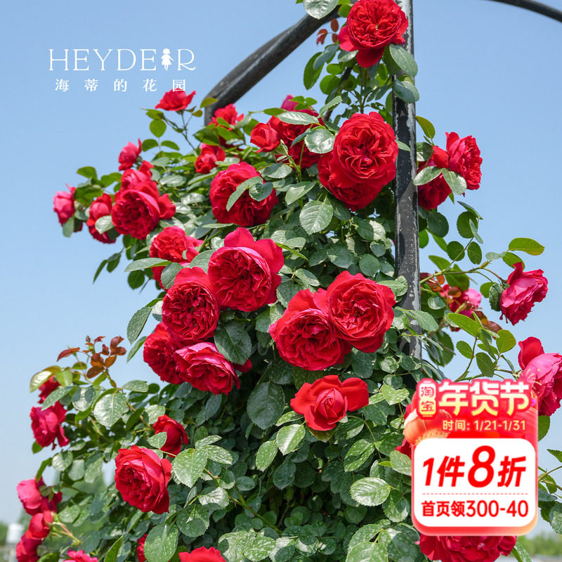 海蒂的花园月季花苗弗洛伦蒂娜藤本花墙拱门爬墙花卉盆栽爬藤植物,鲜花速递/花卉仿真/绿植园艺,月季/蔷薇/玫瑰,淘宝优惠券,粉丝福利购,淘宝优惠卷