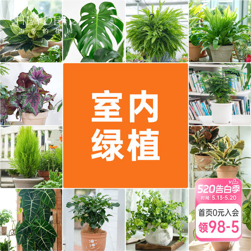 海蒂的花园室内绿植铂金钻龟背竹盆栽室内客厅桌面办公室观叶植物