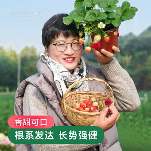 海蒂的花园草莓盆栽苗穴盘苗可地栽红颜章姬建德白露黔莓1号宁玉