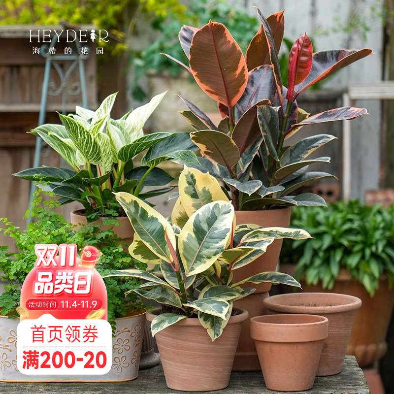 【小红书10万人种草】室内红掌