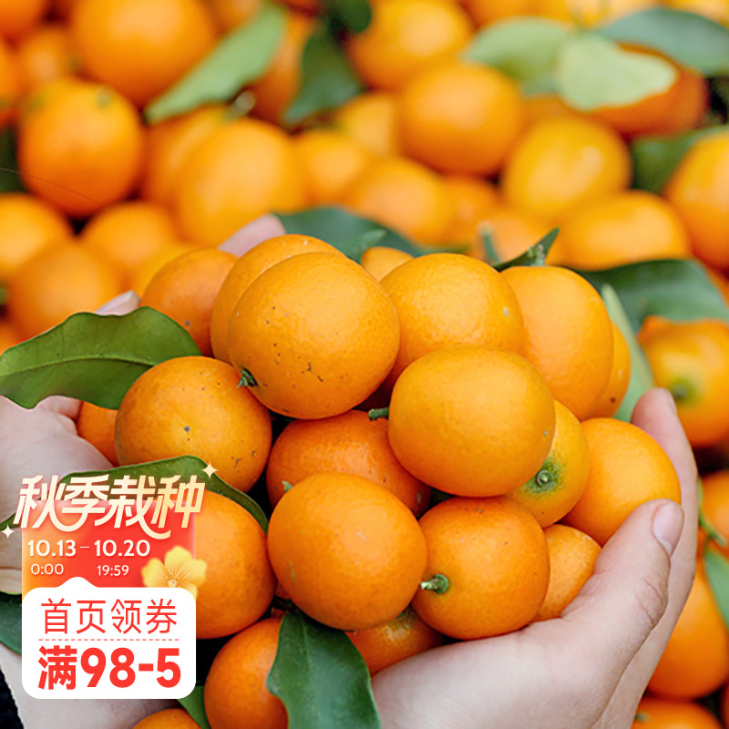海蒂的花园脆皮金桔柑橘植物水果