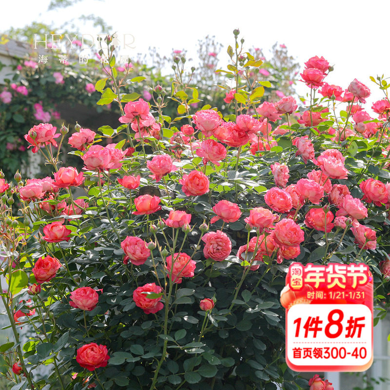 海蒂的花园月季花苗藤本浪漫宝贝可爬藤耐热藤本阳台植物花卉盆栽,鲜花速递/花卉仿真/绿植园艺,月季/蔷薇/玫瑰,淘宝优惠券,粉丝福利购,淘宝优惠卷