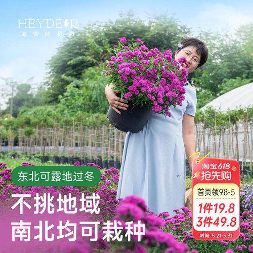 海蒂的花园荷兰菊盆栽小卡罗花苗多年生花卉阳台庭院开花耐寒植物