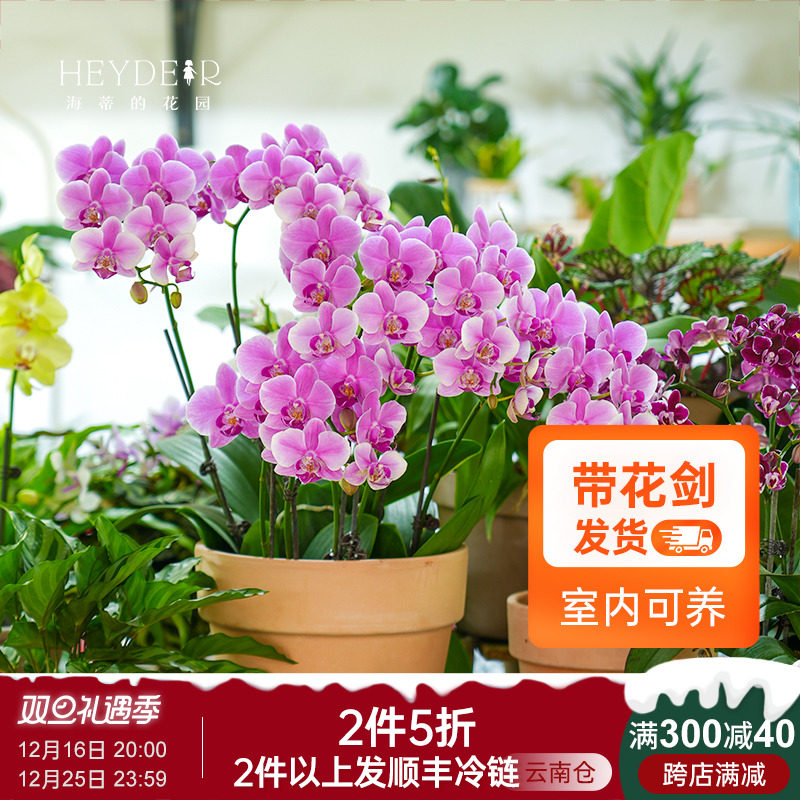 海蒂的花园蝴蝶兰盆栽带花苞大盆栽兰花苗白纱宝贝金蝶胡室内花卉