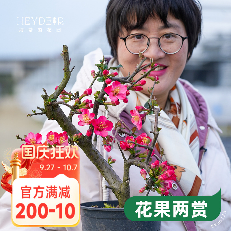 海蒂的花园垂丝海棠树苗地栽盆栽