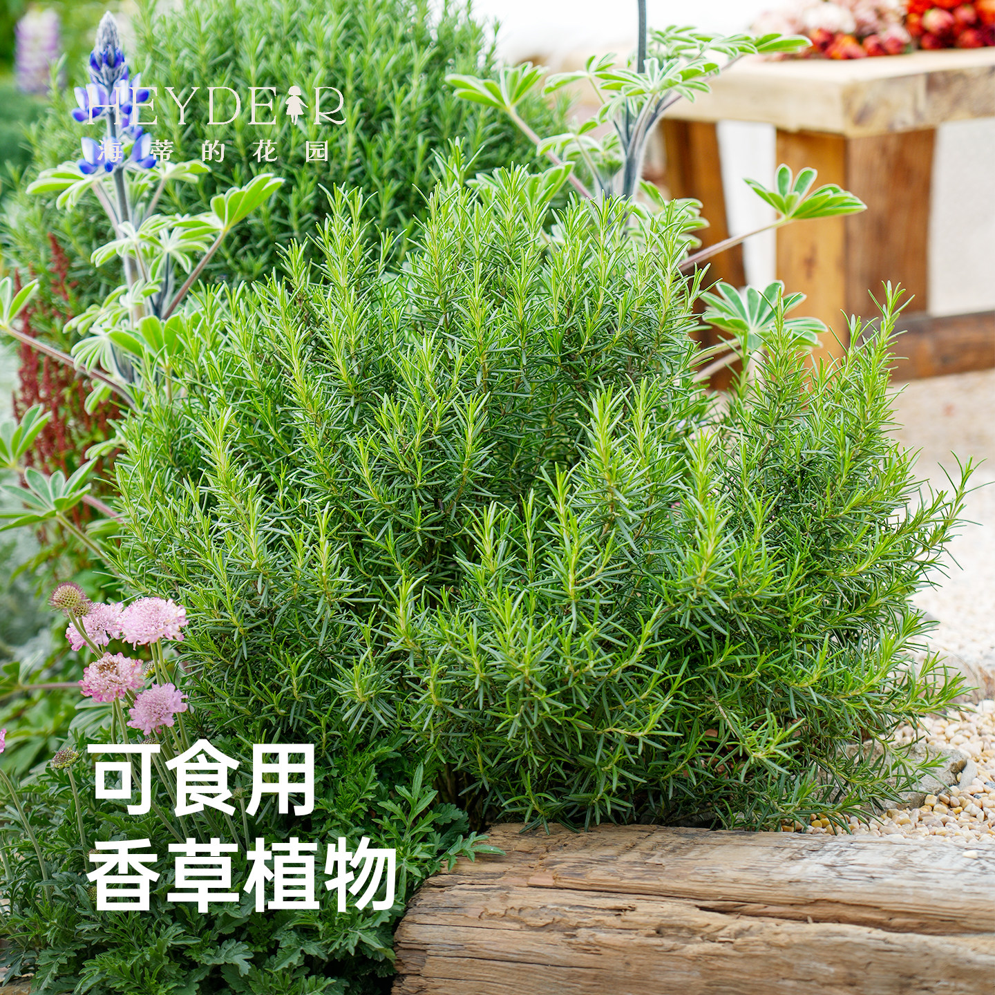 海蒂的花园迷迭香香草植物食用西餐调料庭院阳台趣味香料花卉盆栽
