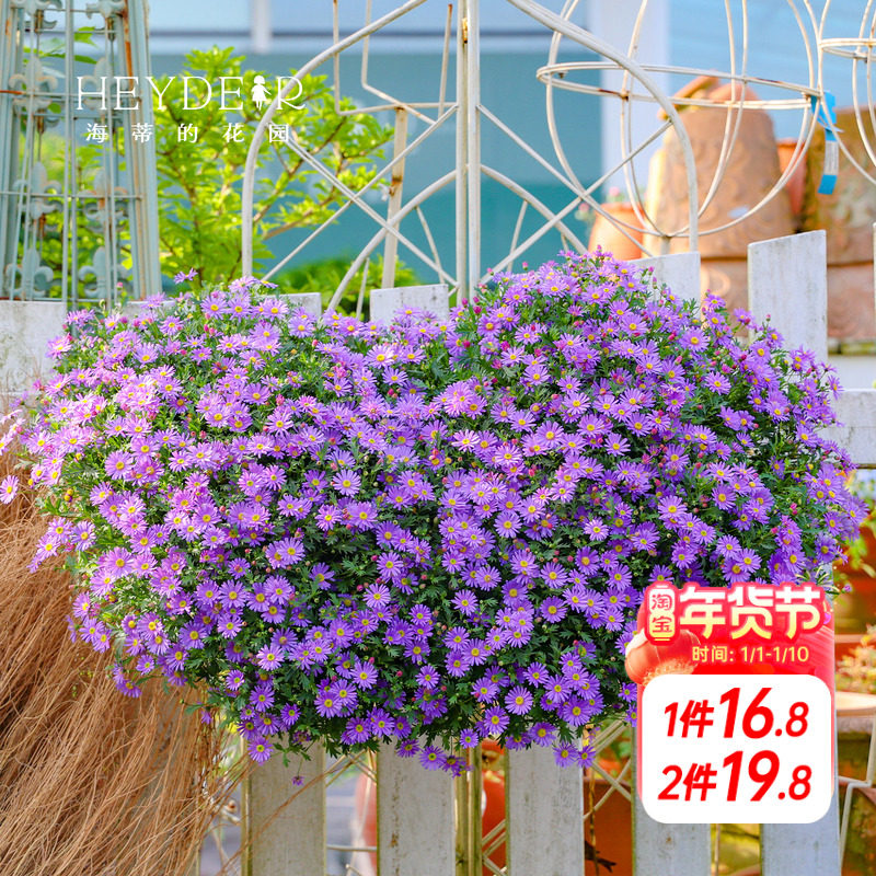 海蒂的花园姬小菊盆栽带花苞绿植楼顶可垂吊植物阳台紫色花苗花卉