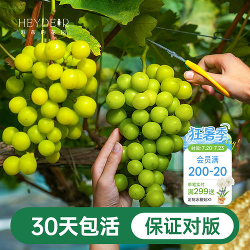 阳台果树阳光玫瑰葡萄苗