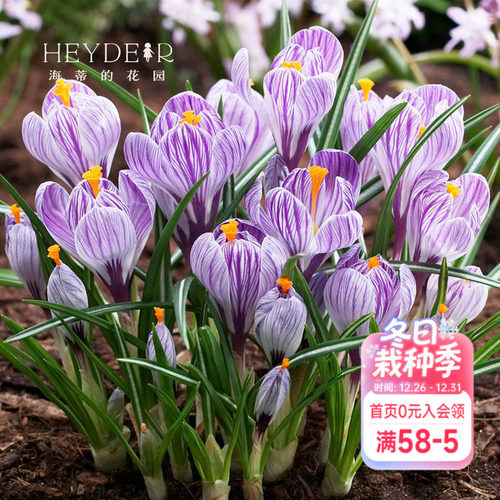 种球海蒂番红花进口好养多年生