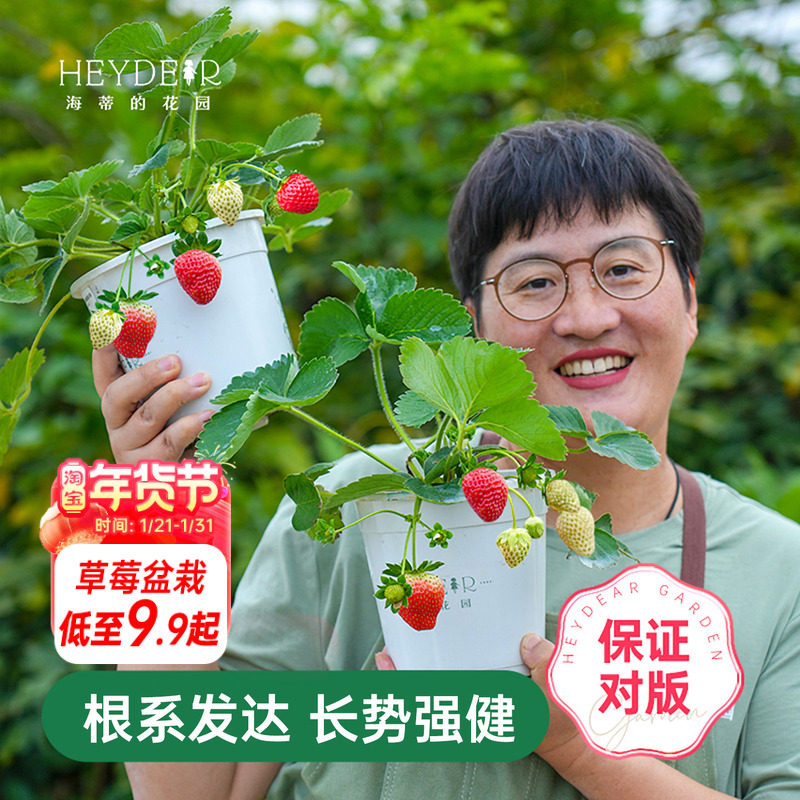 海蒂的花园草莓苗盆栽苗秧种子秋冬季多季结果原土原盆红颜奶油,鲜花速递/花卉仿真/绿植园艺,时令草本花卉,淘宝优惠券,粉丝福利购,淘宝优惠卷