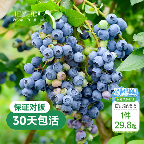 带花苞今年收果盆栽苗