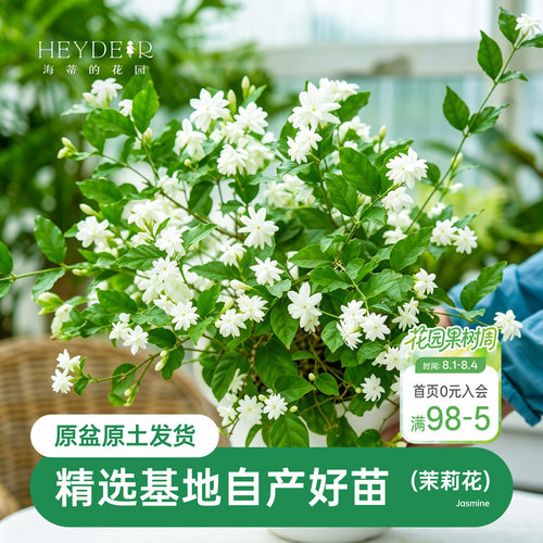 海蒂茉莉花阳台室内盆栽苗
