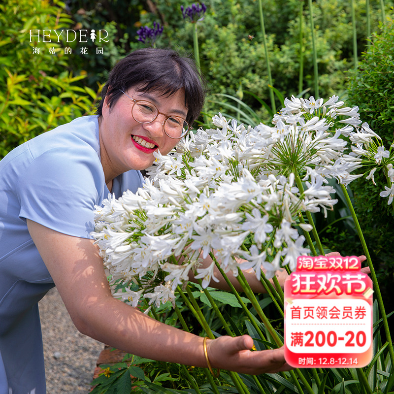 海蒂百子莲庭院耐热植物花卉