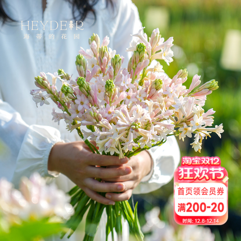 海蒂的花园晚香玉种球月下香夜来香庭院露台室外阳台盆栽花卉植物