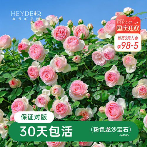 海蒂的花园月季藤本粉色龙沙宝石