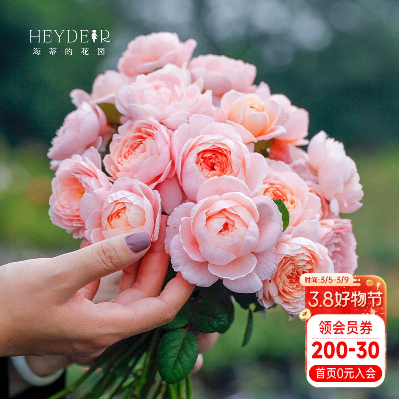 海蒂的花园瑞典女王直立月季包子仙美花量大表现好庭院植物盆栽苗