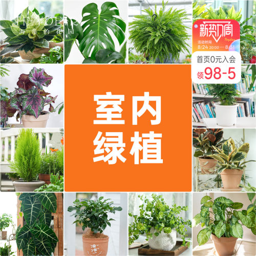 海蒂的花园室内绿植铂金钻龟背竹盆栽室内客厅桌面办公室观叶植物